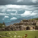 Alpacas Sacsayhuaman Fortaleza Inca Cusco