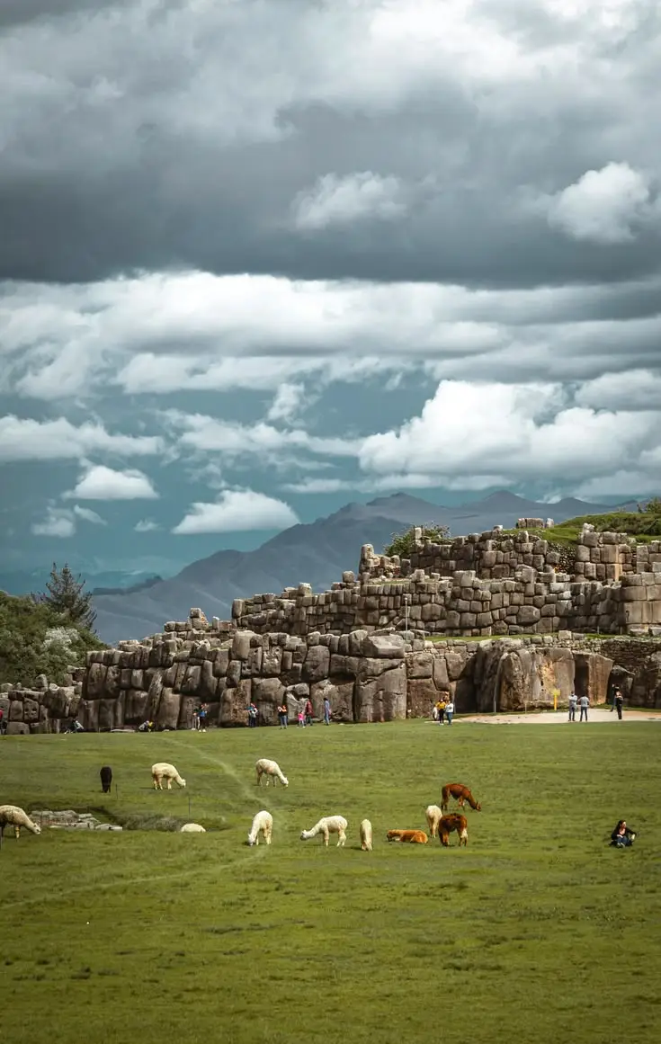 Alpacas Sacsayhuaman Inca Fortress Cusco