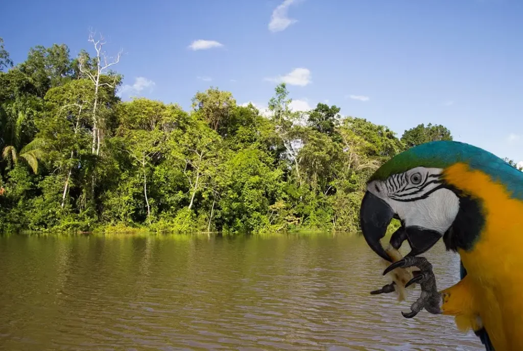 Amazonas y Tambopata