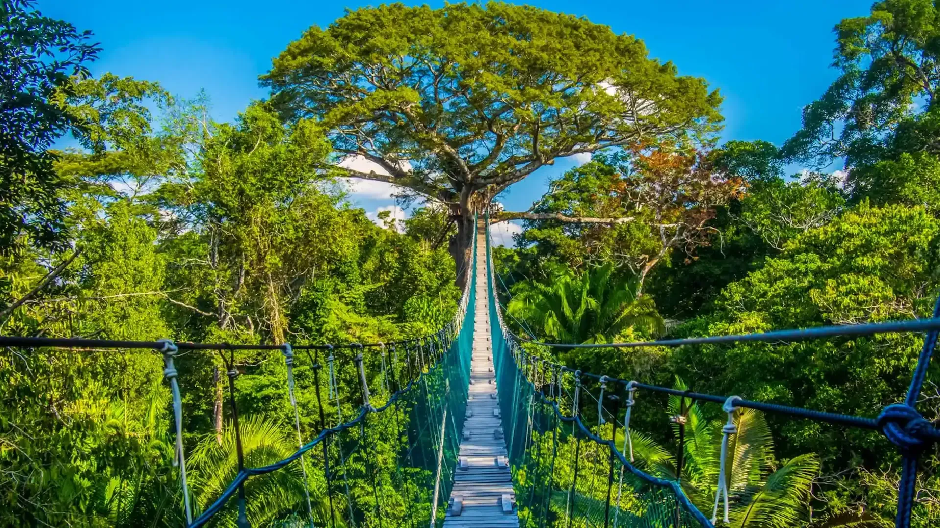 Amazon and Tambopata
