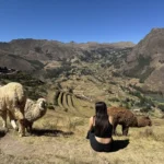 Turista Alpacas Ruinas Pisac Valle Sagrado